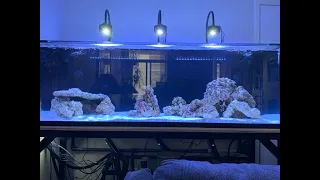 Reef Setup PART 2