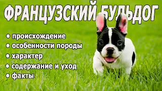 Все про породу ФРАНЦУЗЬКИЙ БУЛЬДОГ 🐶