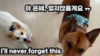 하네스를 선물받은 진돗개와 웰시코기 반응 | Reaction of Jindodog and Welshcorgi after receiving a Fancy Harness