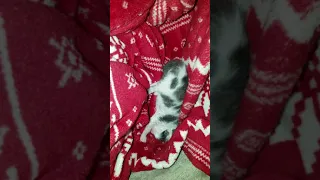 Newborn Kitten Rescue