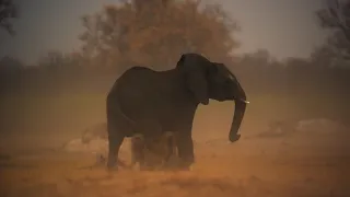 Disneynature Elephant: Herd Needs To Drink Movie Clip | ScreenSlam