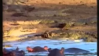 Crocodiles vs Hippopotamus (2)