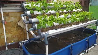 DIY : How to make Simple RAS system Tilapia Ponds || Aquaponic System (part 3)