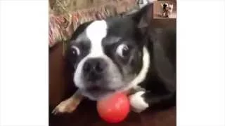 The best funny dogs. Смешные видео с собаками. Топ новинок 2015