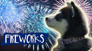 Fireworks Noise Desensitization For Dogs