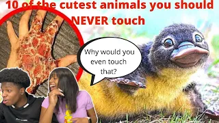 10 CUTEST animals you should NEVER touch || KJ4L reaction