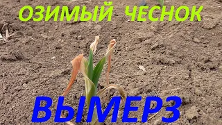 Чеснок вымерз 12.03.2021