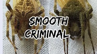 smooth criminal lumot vs tiger dilaw / spider fight