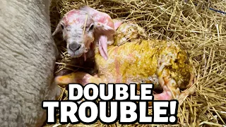 TWO heads and FOUR feet (at once) made this lambing a bit more difficult. | Vlogmas 2022 | Vlog 649