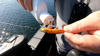 American Lake Rainbows