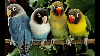 exotic breeds of parrots #bird #funny #экзотические породы  попугаев