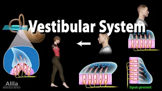 The Vestibular System, Animation