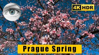 4K Prague walk: Kampa island, Petřín Gardens - The Spring in CZech Republic 🇨🇿 HDR ASMR