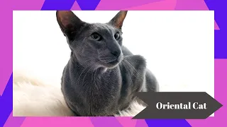 The Enigmatic Oriental Cat Breed 😺 | History, Traits & Care Tips 🐾