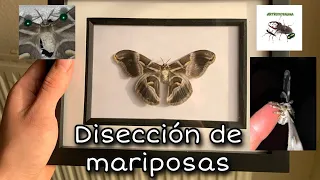 Disección de mariposas. Instagram: @artropofauna