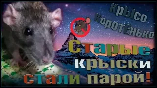 Старые крысы стали парой! От грустного к хорошему. Ласка и Петюня. (Fancy Rats)