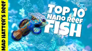 Top 10 Nano Reef Tank Fish