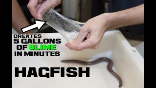 10 Hagfish Facts - The Spineless Slime Bucket - Animal a Day H Week