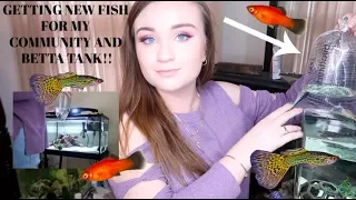 GETTING NEW FISH & SHRIMP FOR MY COMMUNITY & BETTA TANK!! | ItsAnnaLouise