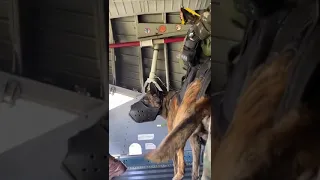 Military Dog Jump Out of a Plane With Special Forces