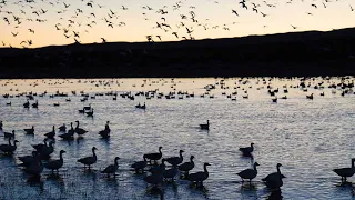 The Environment Forum | Timothy LeCain - A Thousand Dead Snow Geese