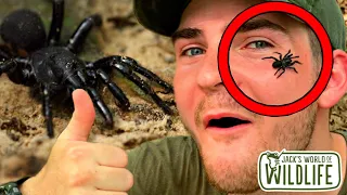 TRAPDOOR SPIDER Capture!