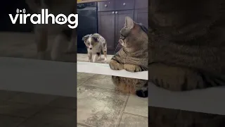 Puppy Meets Cat For First Time || ViralHog