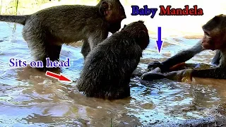 Oh My Got.. Many little monkeys mess a baby monkey nearly drown