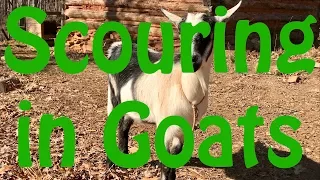 Causes of Scouring (Diarrhea) in Goats