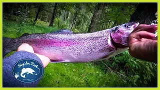 Fish bite like crazy! Trout fishing in Sweden