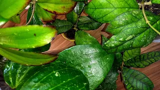 💙💛 Хойи с яркими прожилками на листьях. Продолжение. Причины отсыхания молодых листиков.