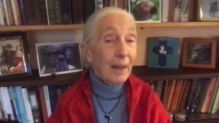 Appel aux dons du Dr Jane Goodall pour le Jane Goodall Institute