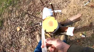 Oddly satisfying grafting video