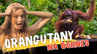 Bliskie spotkanie z orangutanem na Borneo! Sepilok 🌴🦧