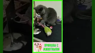 приколы с животными , смешные коты  #shorts #cat #tiktok #dogs