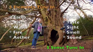 Breathworks112358 - Interconnectedness - Healing with Trees