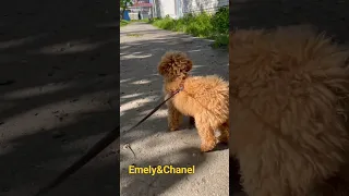 Toy poodle #Emely | FUN WALK 🐕 #toypoodle #puppy #poodle  #minipoodle #poodledog #shorts