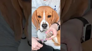 Dog nail clipping - beagle care