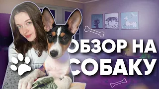 ОБЗОР НА МОЮ СОБАКУ | СПУСТЯ МЕСЯЦ