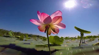 Подводный мир дельты Волги