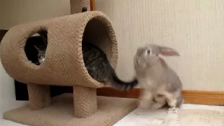 Bunny attacks cat