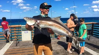 Stud Cobia Caught from Florida Pier! (Juno Pier Spring Fishing)