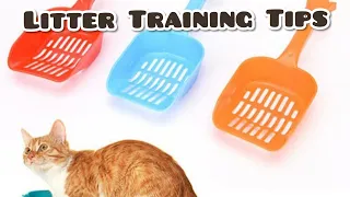 How to Train a Cat to use litter box | 2020 | Cat Toilet Training |Urdu / Hindi |.....