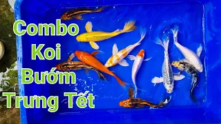 Combo Cá Koi Bướm - Lựa chọn trưng bày cá koi dịp tết