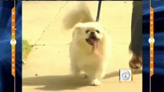 The Dog With the Longest Tongue