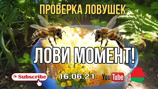 Проверка ловушек.рои летят 16.06.21