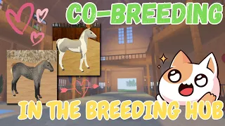 CO-BREEDING WITH RANDOM PEOPLE IN THE BREEDING HUB | Wild Horse Islands