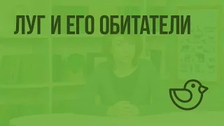 Луг и его обитатели. Видеоурок по окружающему миру 3  класс