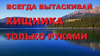 Очень ЭФФЕКТИВНЫЕ, но НЕИЗВЕСТНЫЕ методы вытаскивать ХИЩНИКА РУКАМИ! SeMano TV