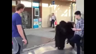 Vine - Pet Gorilla Prank